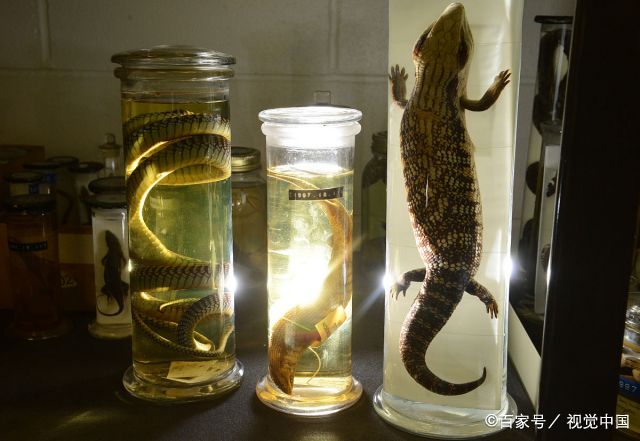 实拍动物标本博物馆,3500件物种泡在药水中,很多未公开展出